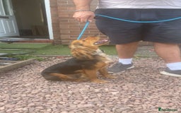 Cocker Spaniel dogs for sale: Gorgeous 8 month old female cocker spaniel - Image 3