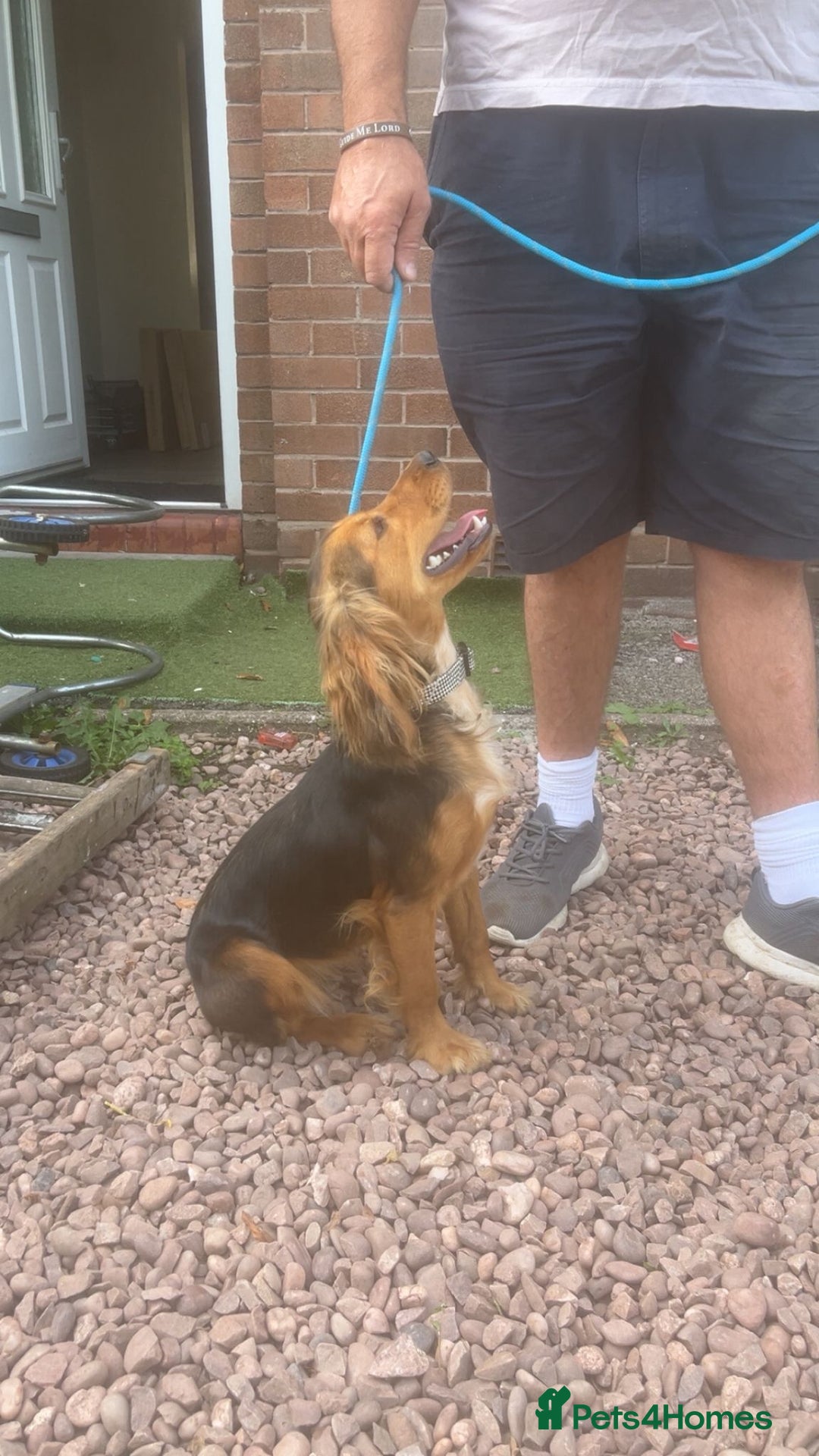 Cocker Spaniel dogs for sale: Gorgeous 8 month old female cocker spaniel - Image 3
