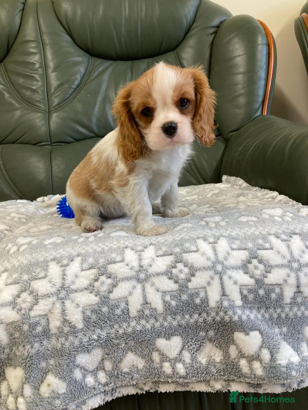 Cavalier King Charles Spaniel dogs for sale: Beautiful KC blenheim pups - health tested parents - Advert 2
