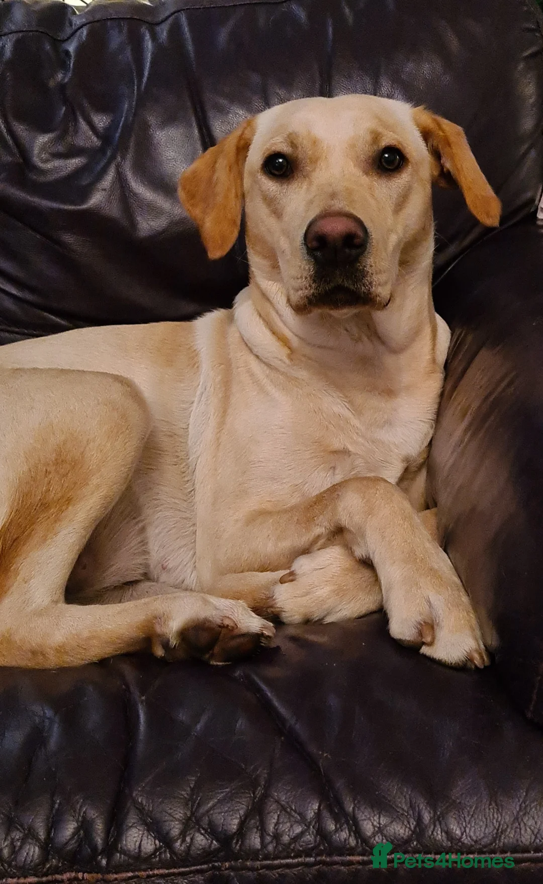 Labrador Retriever dogs for sale: Pedigree KC registered labrador pups. - Advert 1