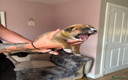 Mixed Breed dogs for sale: Cane corso x rottie - Image 17