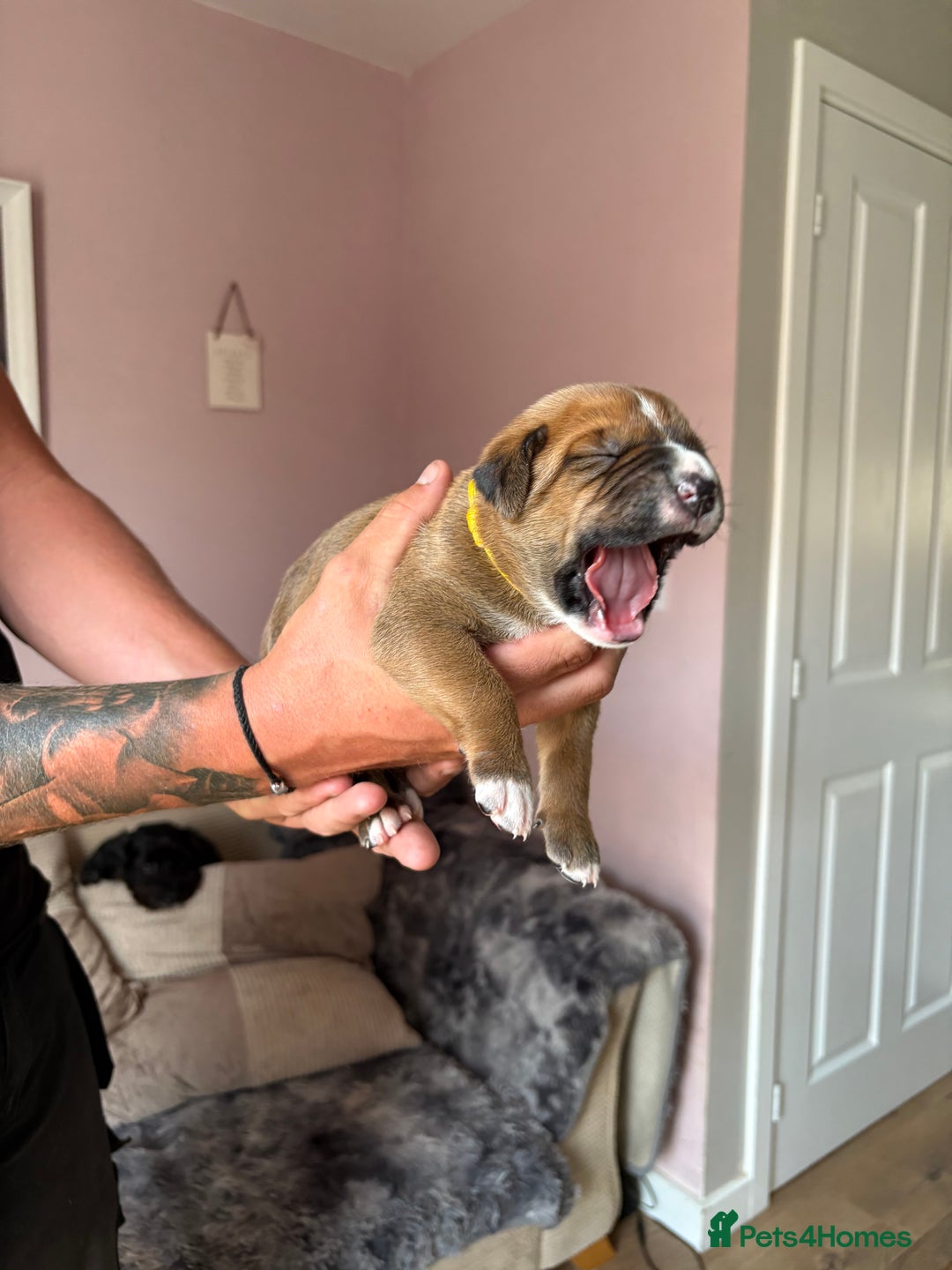 Mixed Breed dogs for sale: Cane corso x rottie - Image 17