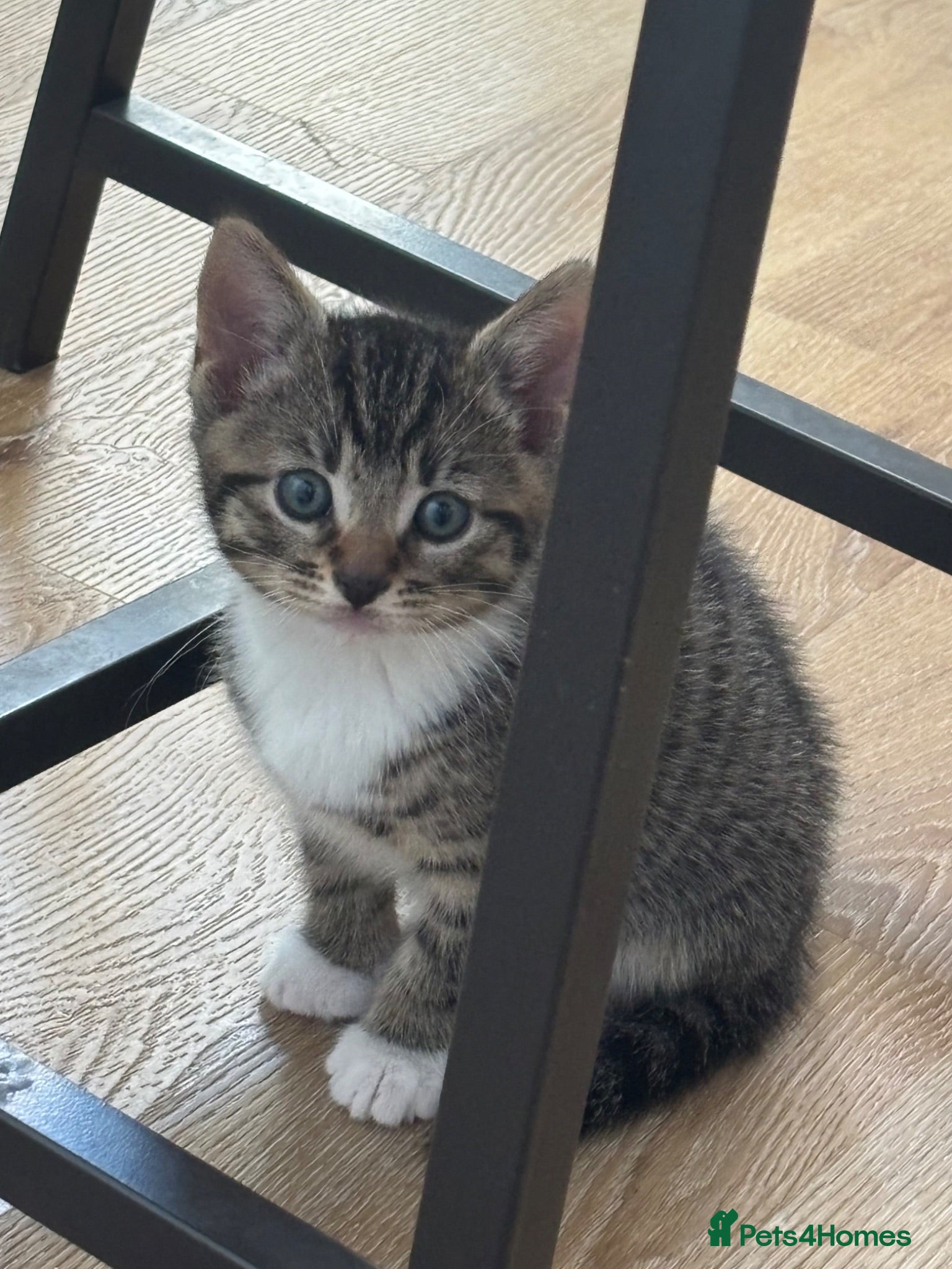 Mixed Breed cats Tabby kittens  - Advert 6