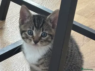 Mixed Breed cats Tabby kittens - Advert 6