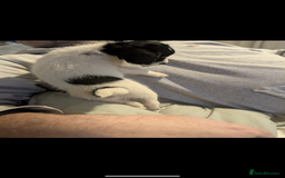 Mixed Breed dogs for sale: Adorable puppies ready 11/10 - Image 4