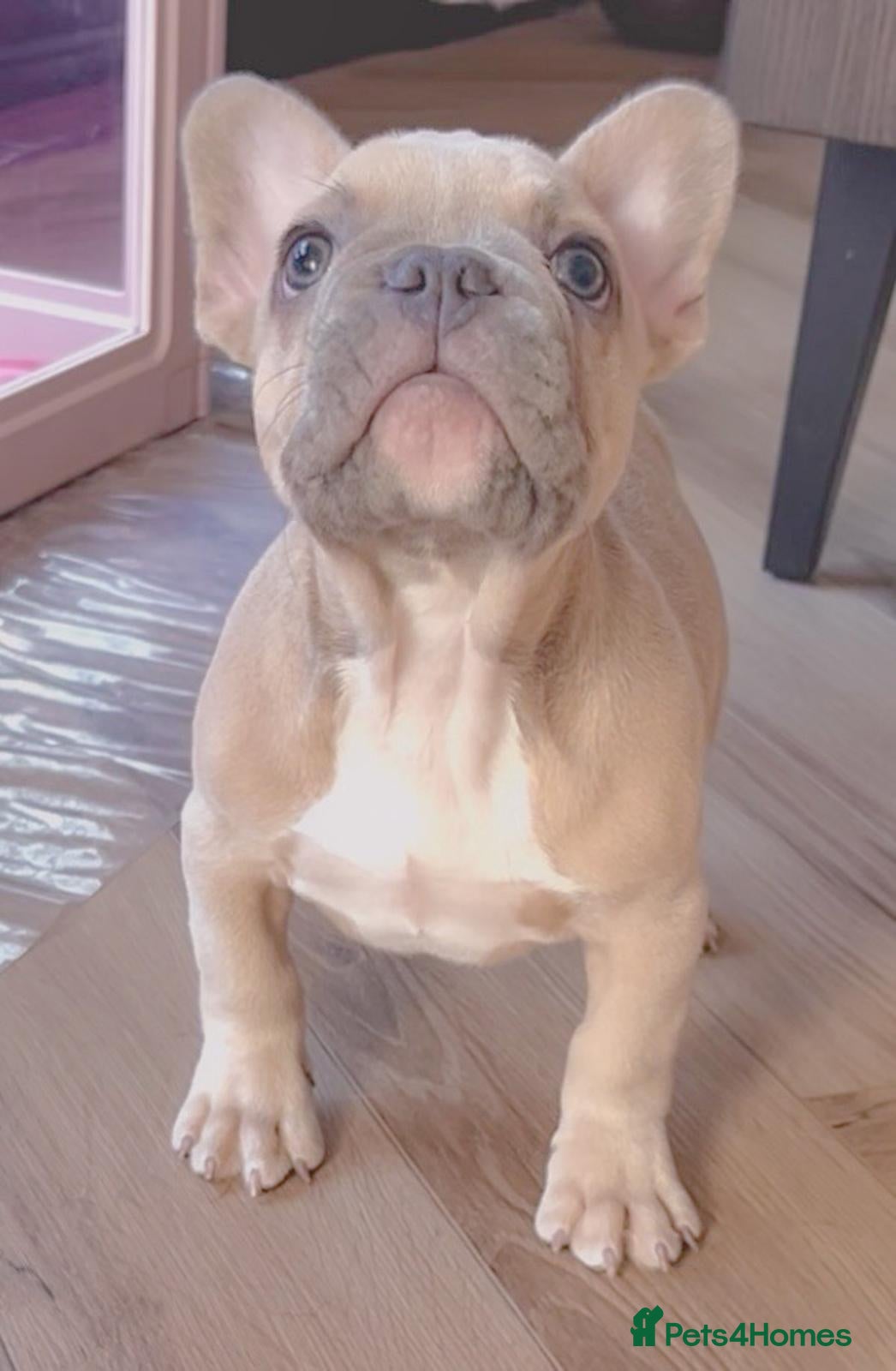 French Bulldog dogs 🐶BEAUTIFUL PUPPIES🐶 - Advert 1