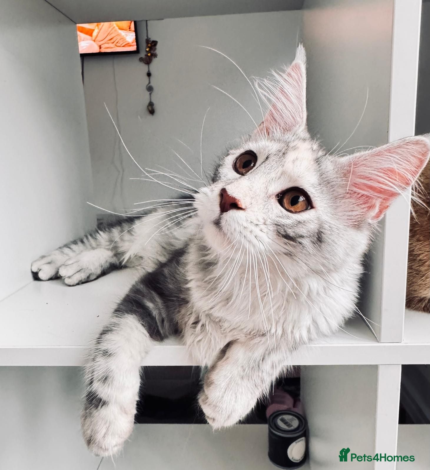Maine Coon cats Main Coon 🐈 kittens already now  - Advert 2