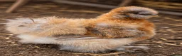 Chickens poultry for sale: USA Silkie Chicks - Advert 11