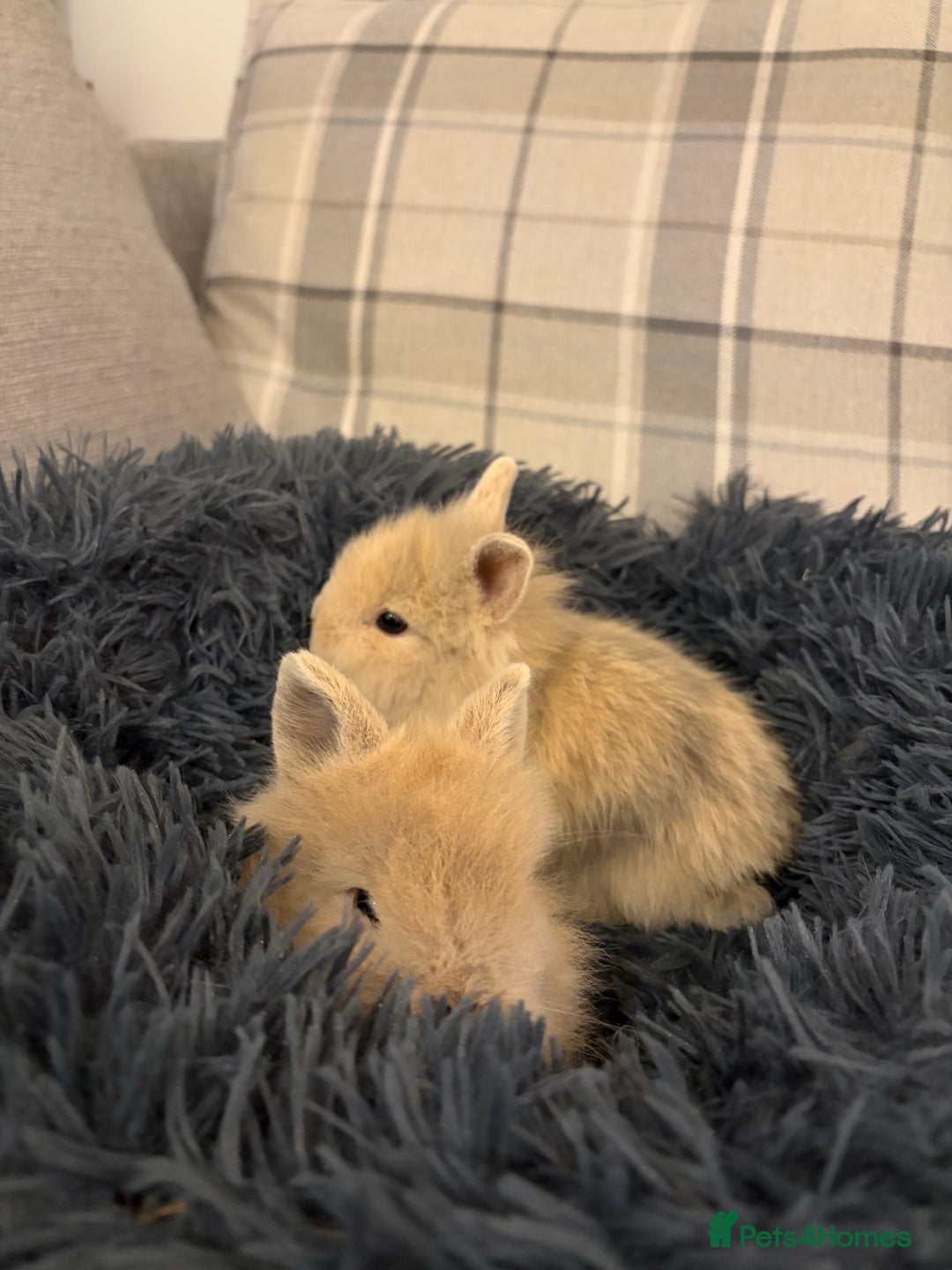 Lionhead rabbits for sale: Double maned lion head bunnies for sale  - Advert 5