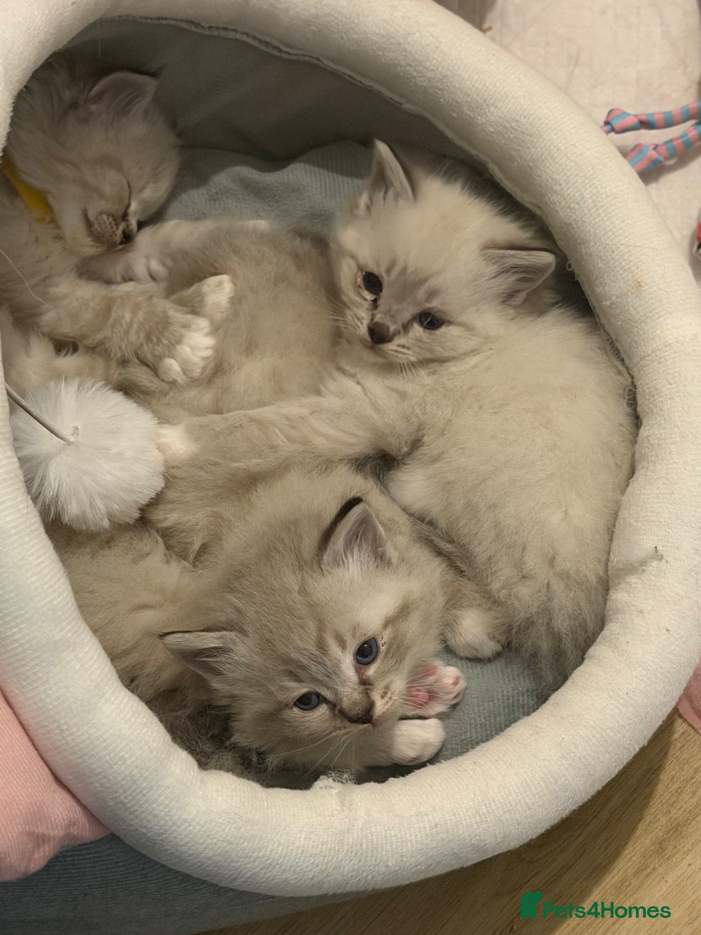 Ragdoll cats Adorable litter of Ragdoll kittens - Advert 3