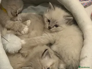 Ragdoll cats Adorable litter of Ragdoll kittens - Advert 3