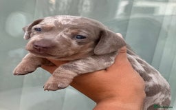 Miniature Dachshund dogs for sale: Isabella and tan dapple miniature dachshunds - Image 17