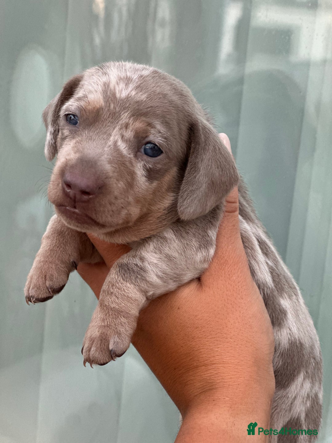 Miniature Dachshund dogs for sale: Isabella and tan dapple miniature dachshunds - Image 17
