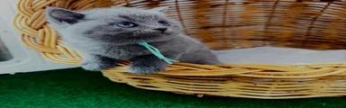British Shorthair Kitten 1