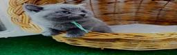 British Shorthair cats for sale: GCCF British short hair boys😻 - Advert 14