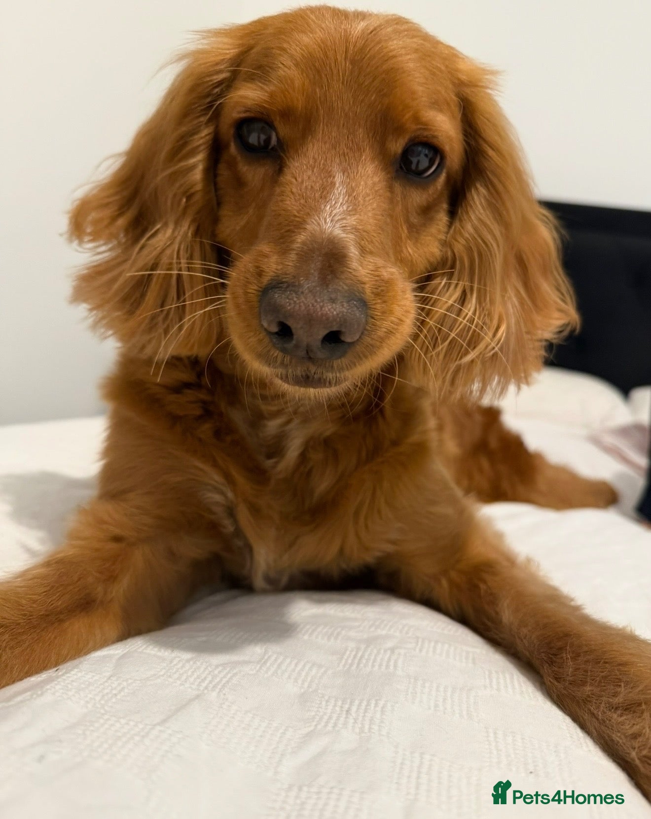 Cockapoo dogs Rehoming for Milo Cockapoo - Advert 4