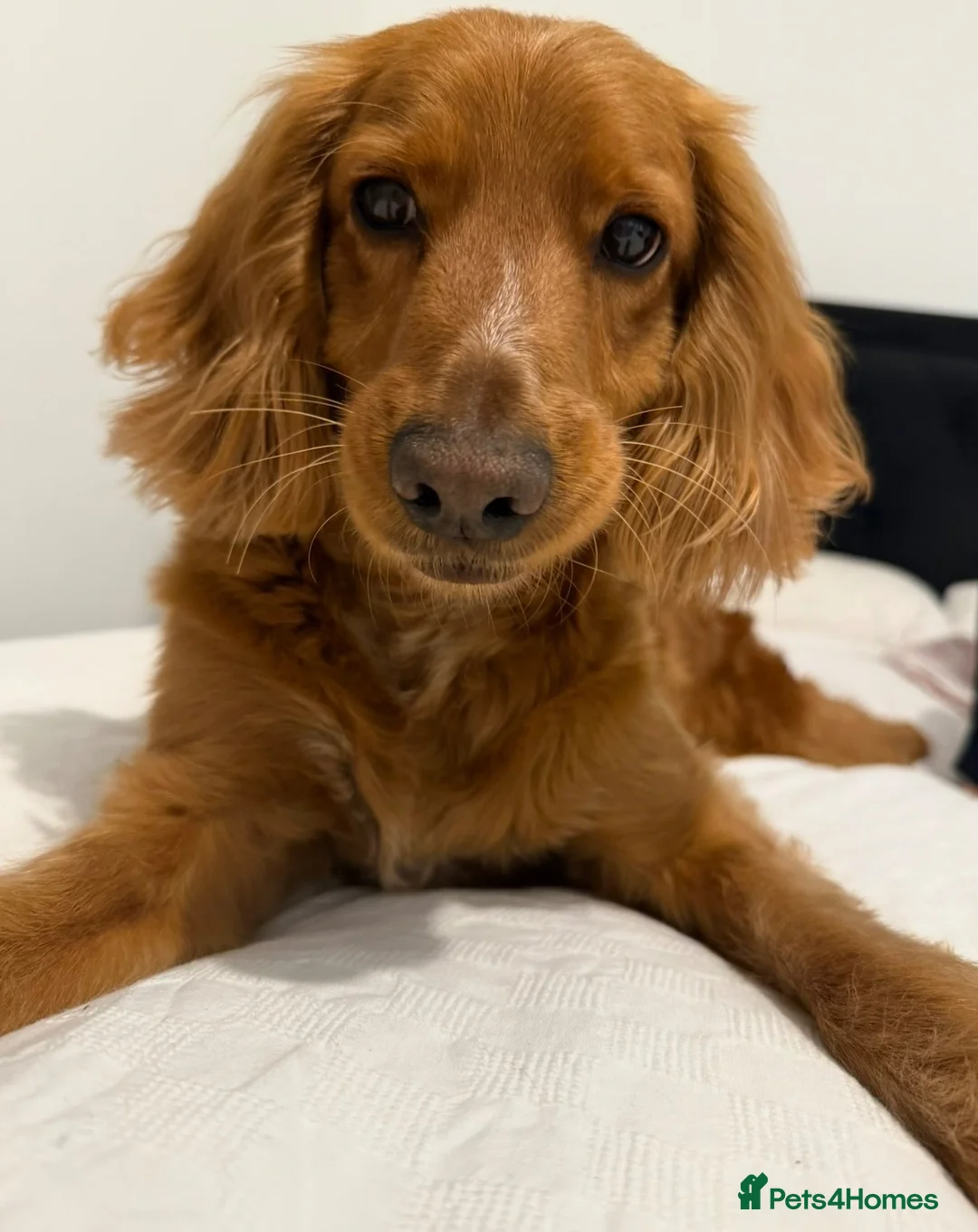 Cockapoo dogs for sale: Rehoming for Milo Cockapoo - Advert 1