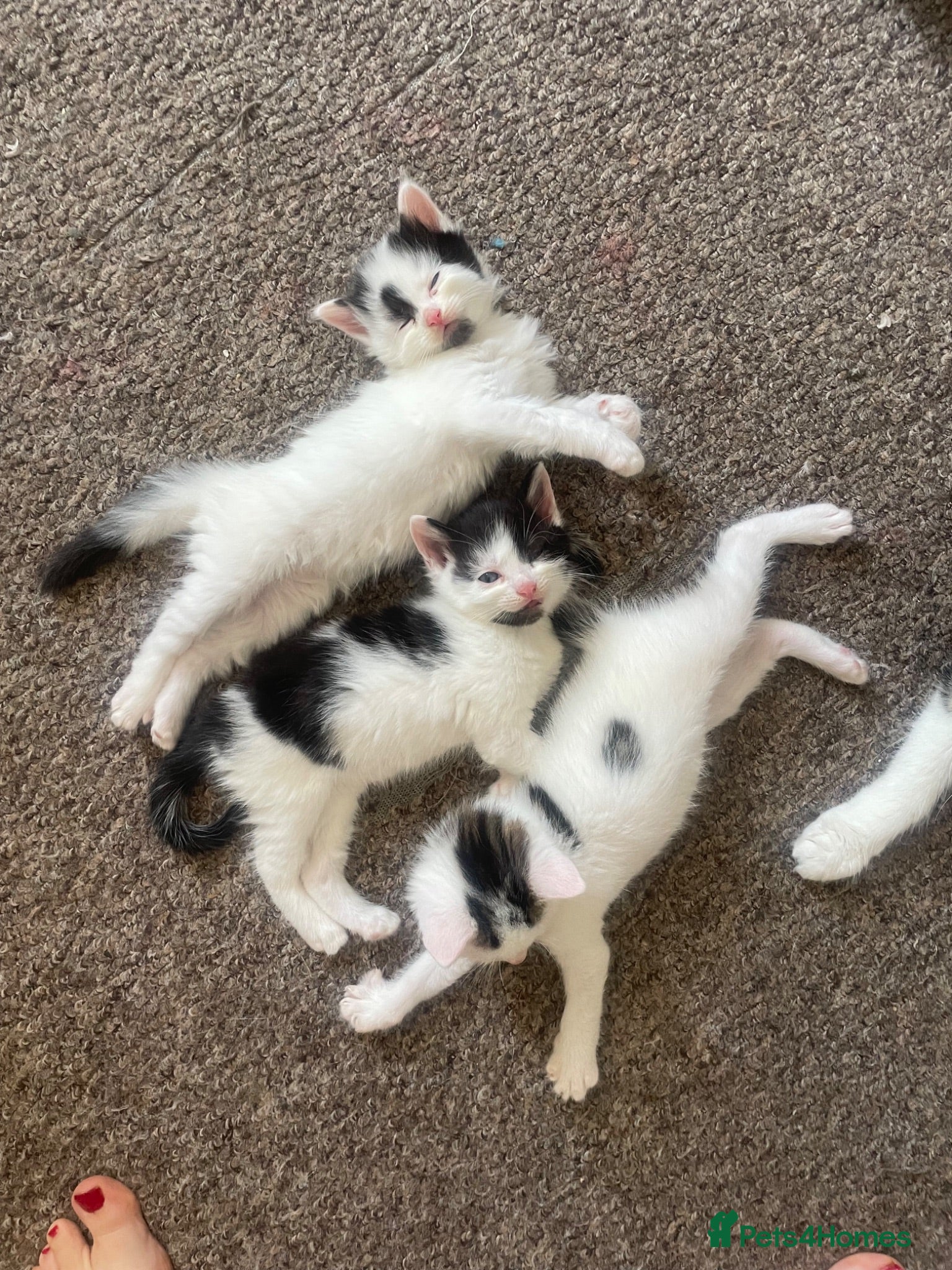 Mixed Breed cats 3 beautiful confident male kittens  - Advert 5