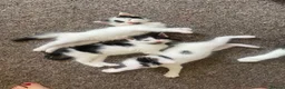 Mixed Breed cats for sale: 3 beautiful confident male kittens  in Huddersfield - Advert 1