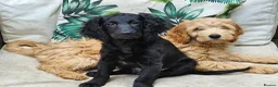 Cockapoo dogs for sale: Last Two Gorgeous Cockapoo Pups - Advert 1