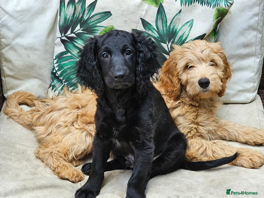 Cockapoo dogs for sale: Last Two Gorgeous Cockapoo Pups - Advert 1