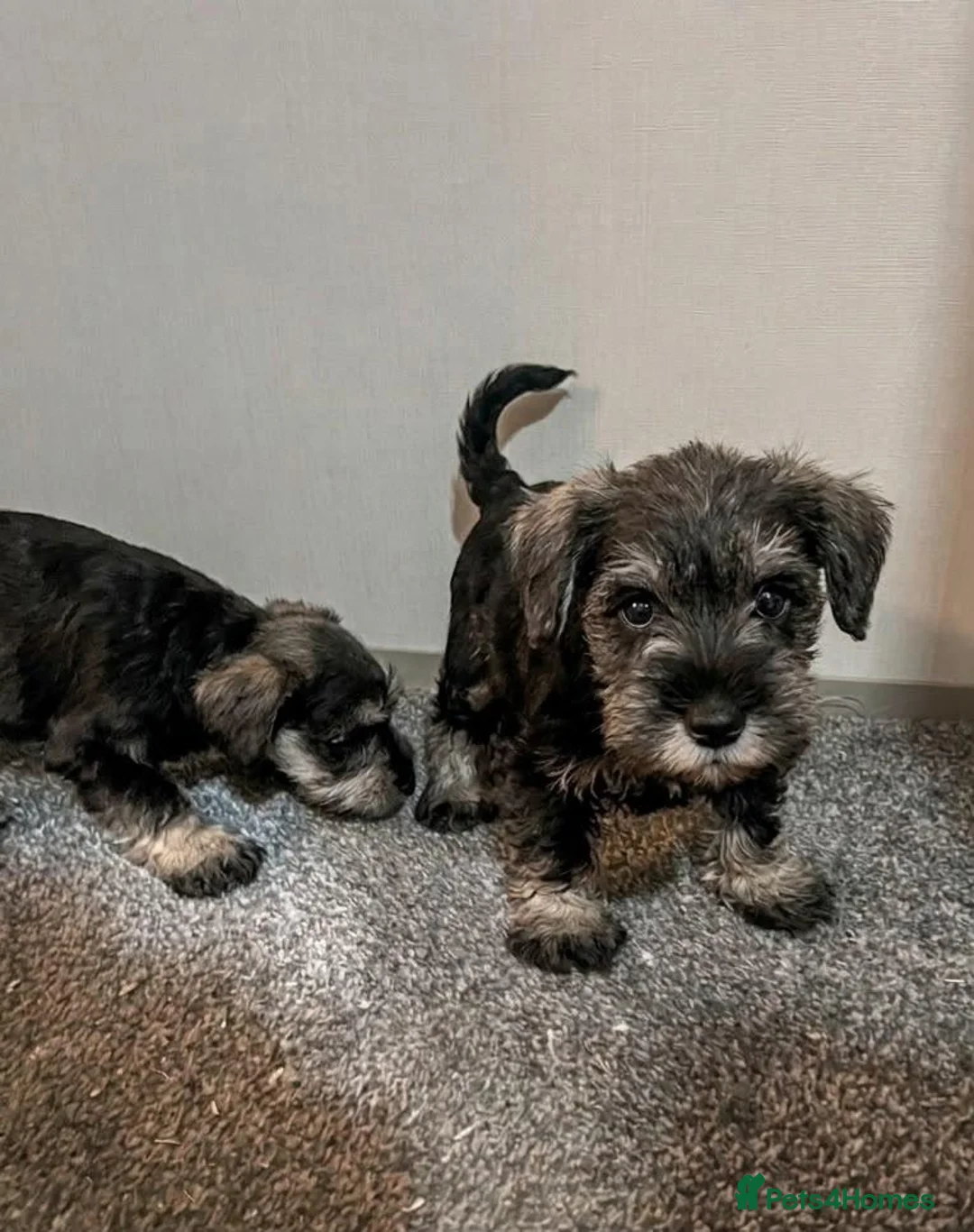 Miniature Schnauzer dogs for sale: Beautiful schnauzer puppies in Glasgow - Advert 2