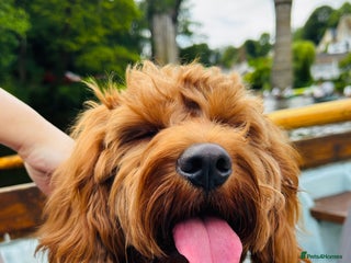 Cavapoo dogs for sale: Looking for a temporary home - Advert 1