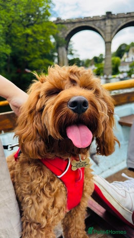 Cavapoo dogs Looking for a temporary home - Advert 12