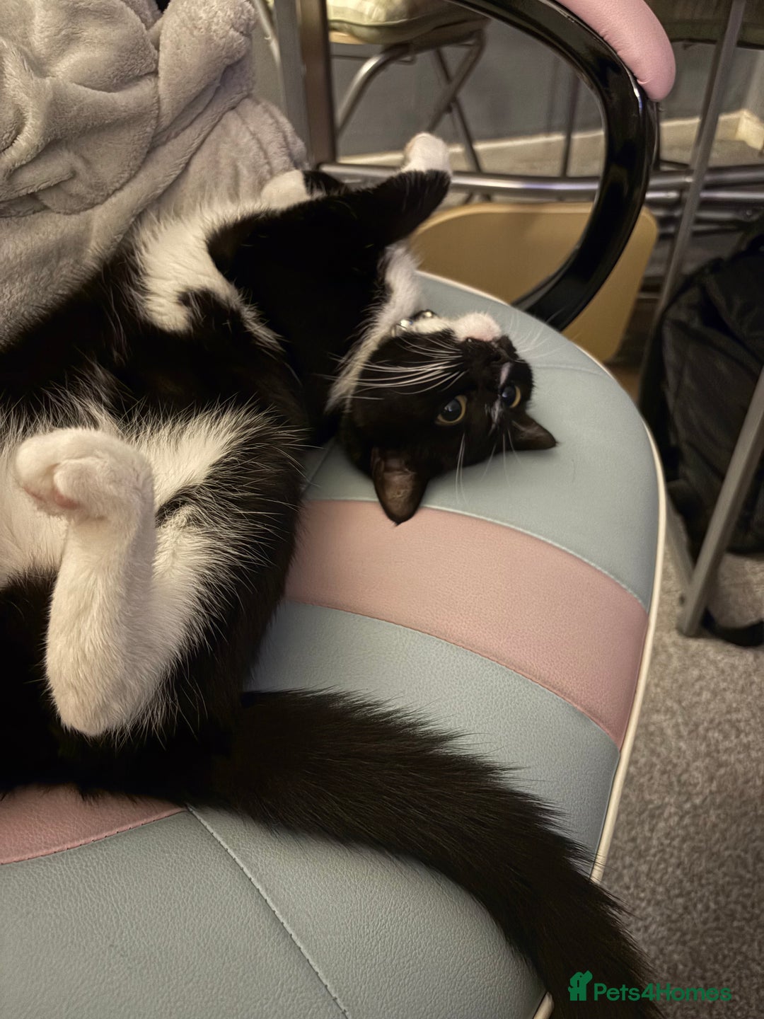 Mixed Breed cats for sale: Black and white cat  - Advert 4