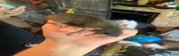 Rat rodents for sale: Dumbo Dwarf Rats - Advert 6