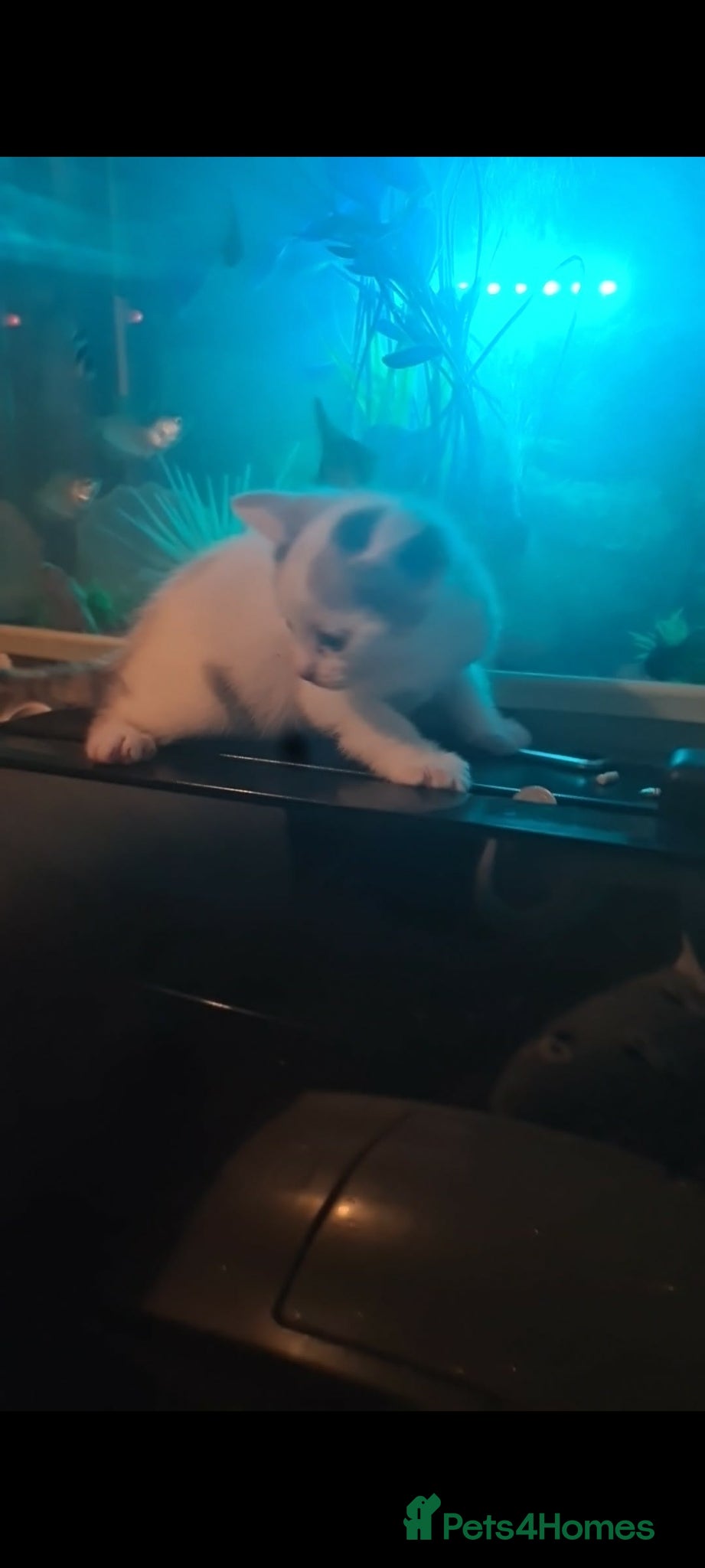 British Shorthair cats British shorthair  - Advert 1