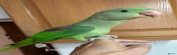 Parrots birds for sale: Proven Pair of Alexandrine  - Advert 2