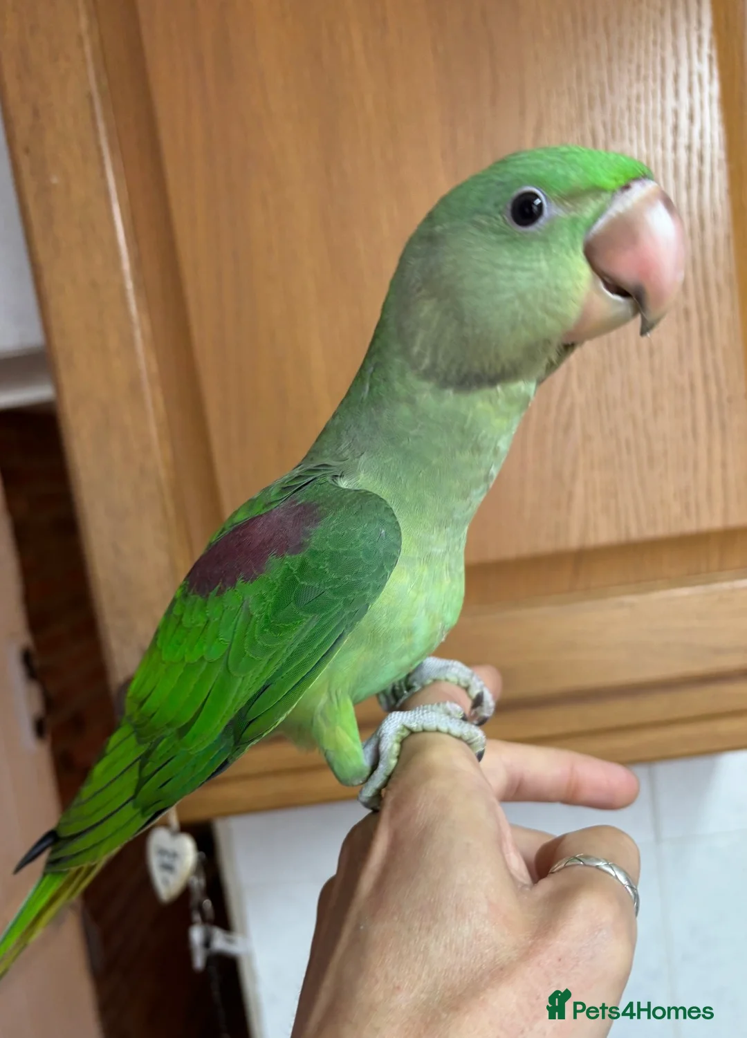 Parrots birds for sale: Proven Pair of Alexandrine  - Advert 2