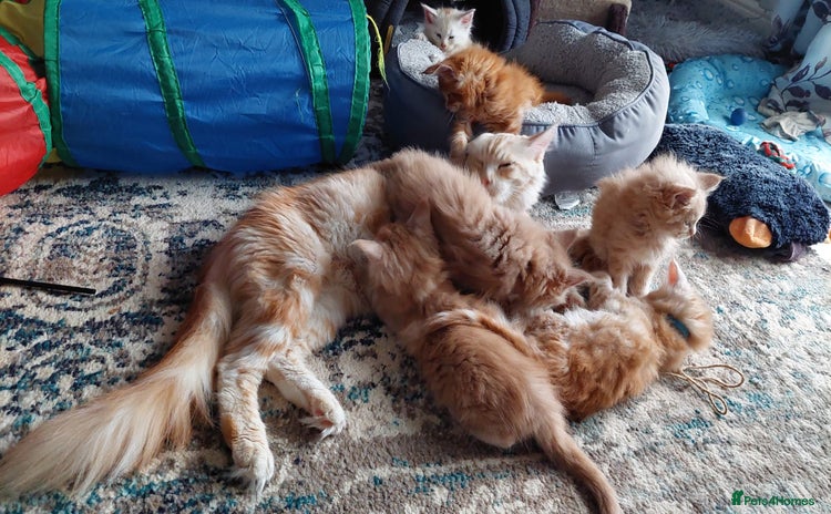 Maine Coon cats - Advert 8