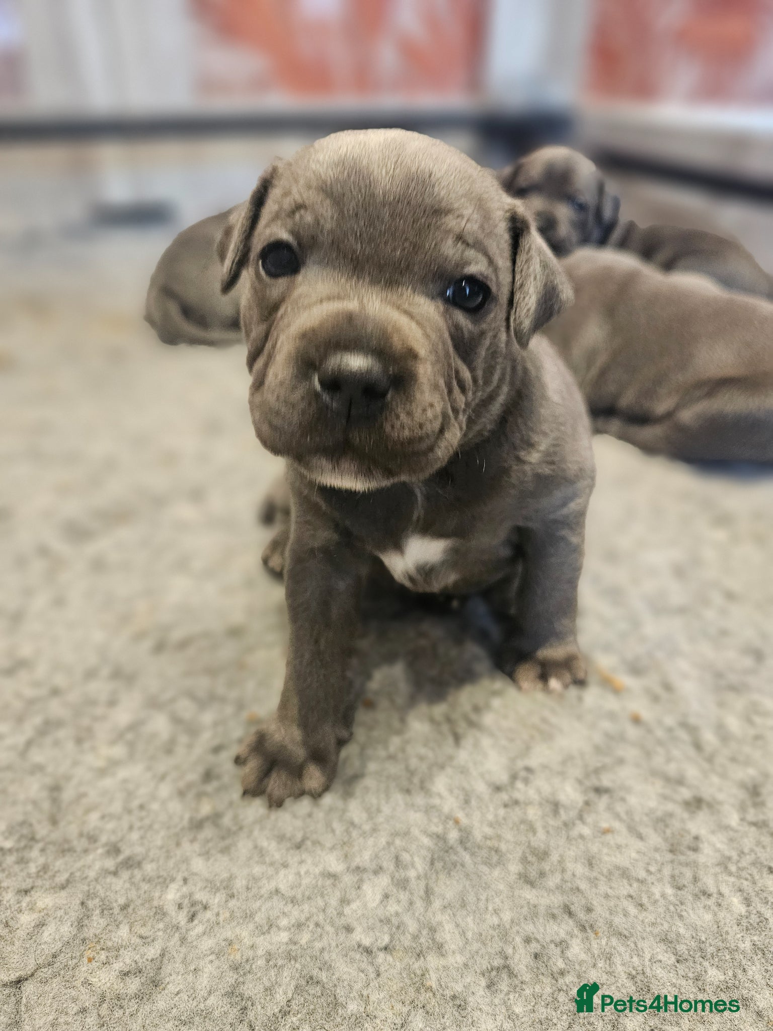 Staffordshire Bull Terrier dogs 💙 Blue Staffy Puppies | KC Reg | Health Tested  - Advert 1