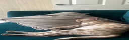 Bengal cats for sale: 🐾 Beautiful Bengal Kittens 🐾 - Advert 17