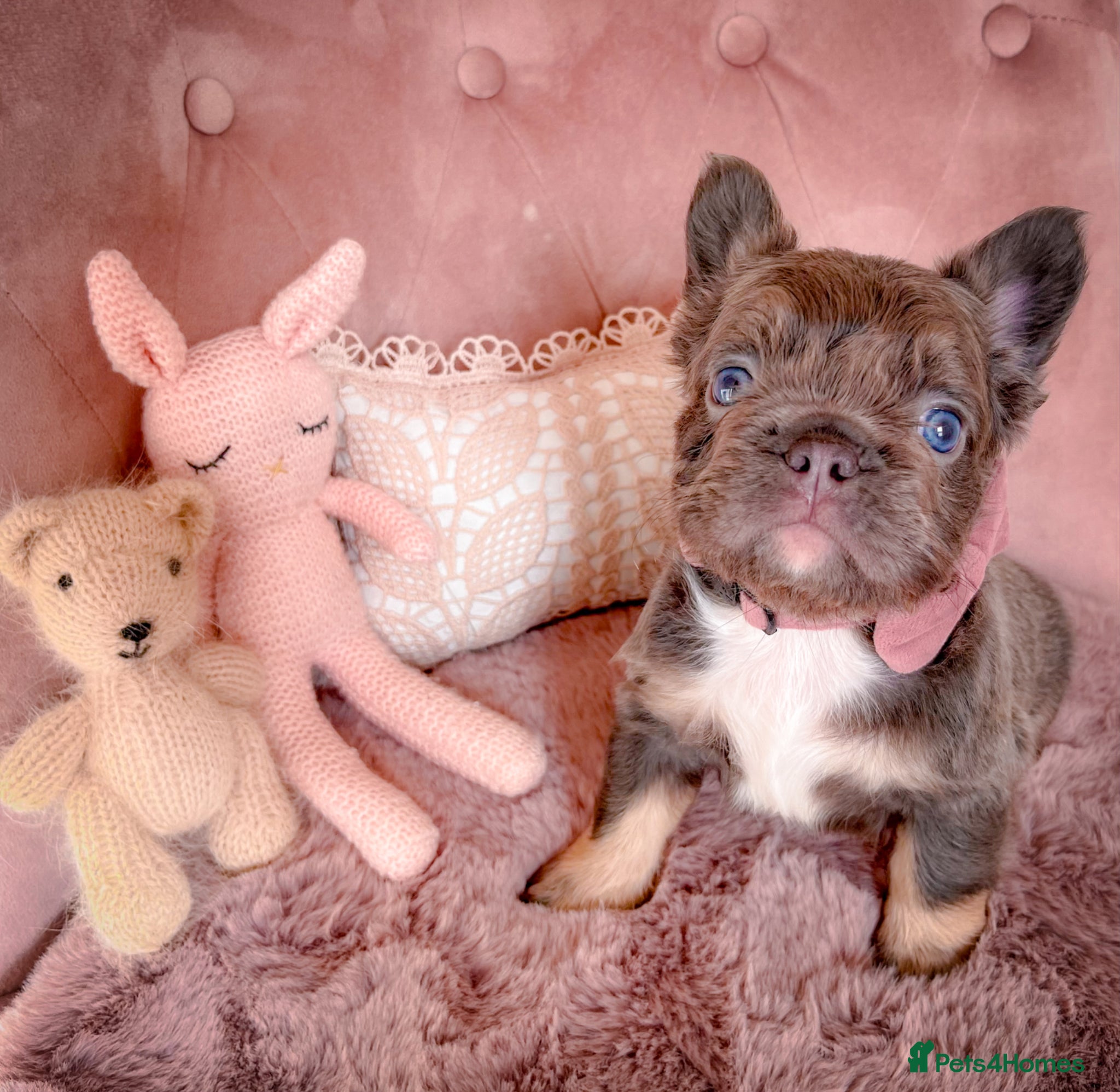French Bulldog dogs 💞AVAILABLE BEAUTIFUL PUPPIES💞 - Advert 11