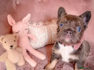 French Bulldog dogs 💞AVAILABLE BEAUTIFUL PUPPIES💞 - Advert 11