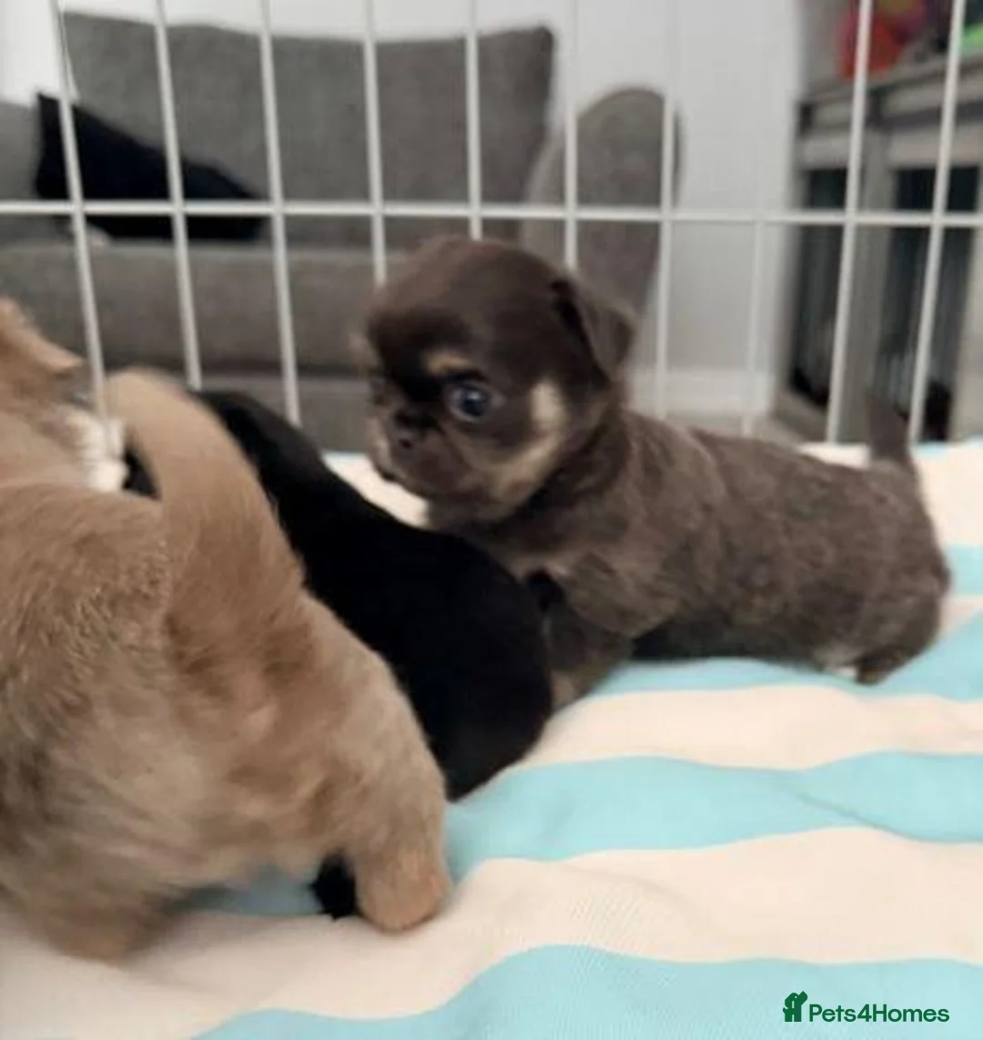 Chihuahua dogs for sale: Beautiful Chihuahua Puppies Available For Sale in Manchester - Advert 19