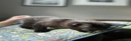 Mixed Breed cats for sale: Three well adjusted mixed breed Kittens  - Advert 3
