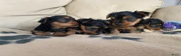 Yorkshire Terrier dogs for sale: Miniature Yorkshire Terrier Pups - Advert 15