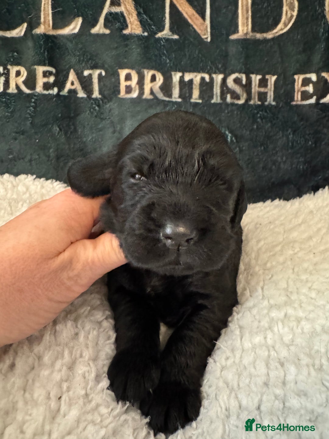 Cocker Spaniel dogs for sale: A gorgeous litter of WCS - Advert 19