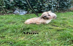 Shorkie dogs for sale: 9 stunning shorkie puppies - Image 24