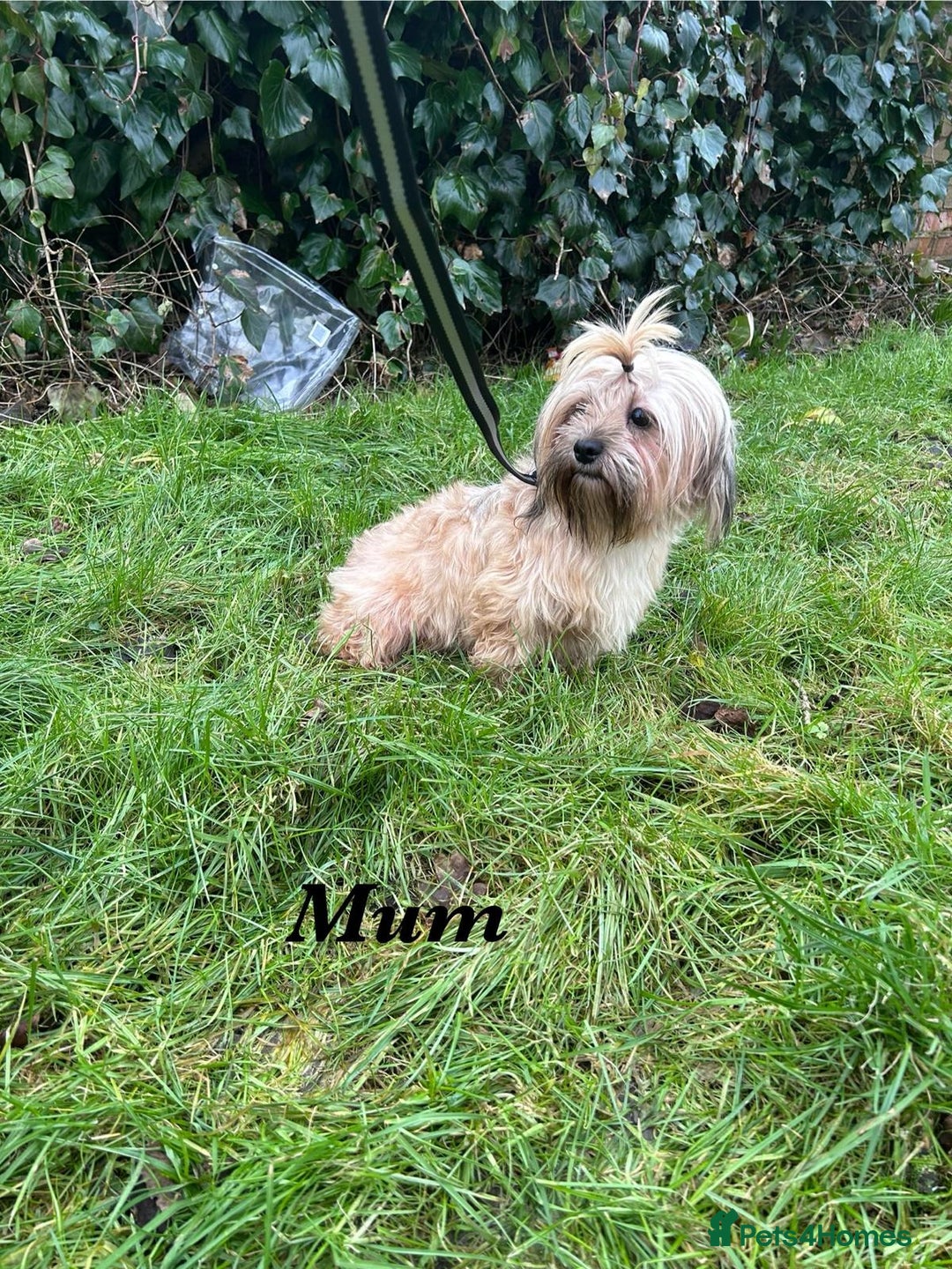 Shorkie dogs for sale: 9 stunning shorkie puppies - Image 24