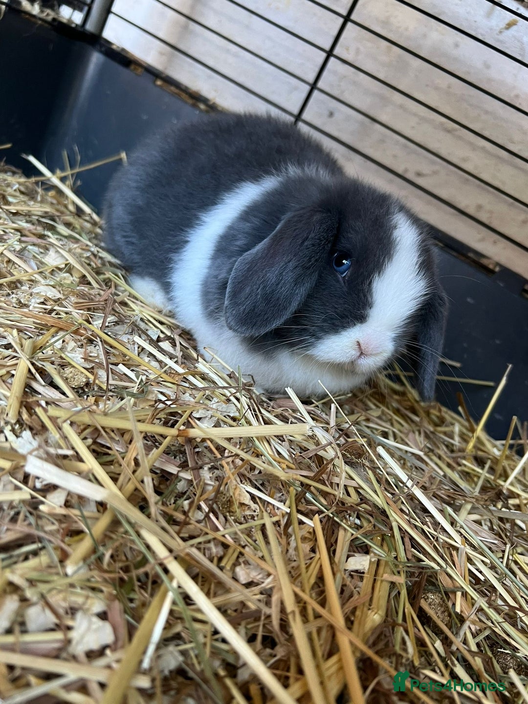 Mini Lop rabbits for sale: Mini lop buns  - Advert 13