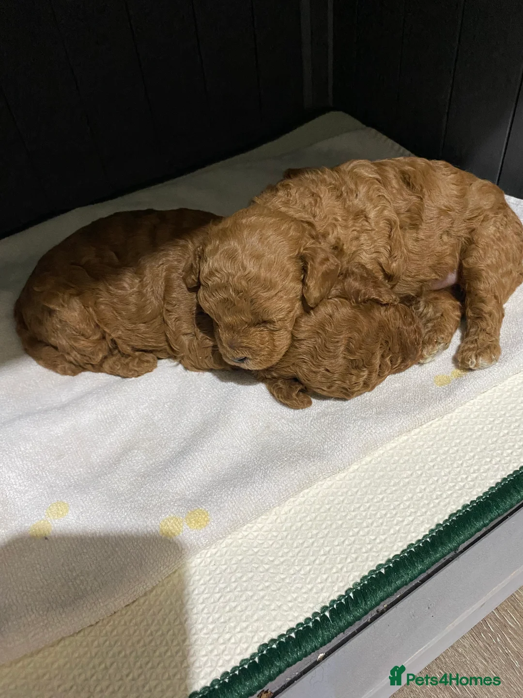 Toy Poodle dogs for sale: Toy poodle (tiny) - Advert 3