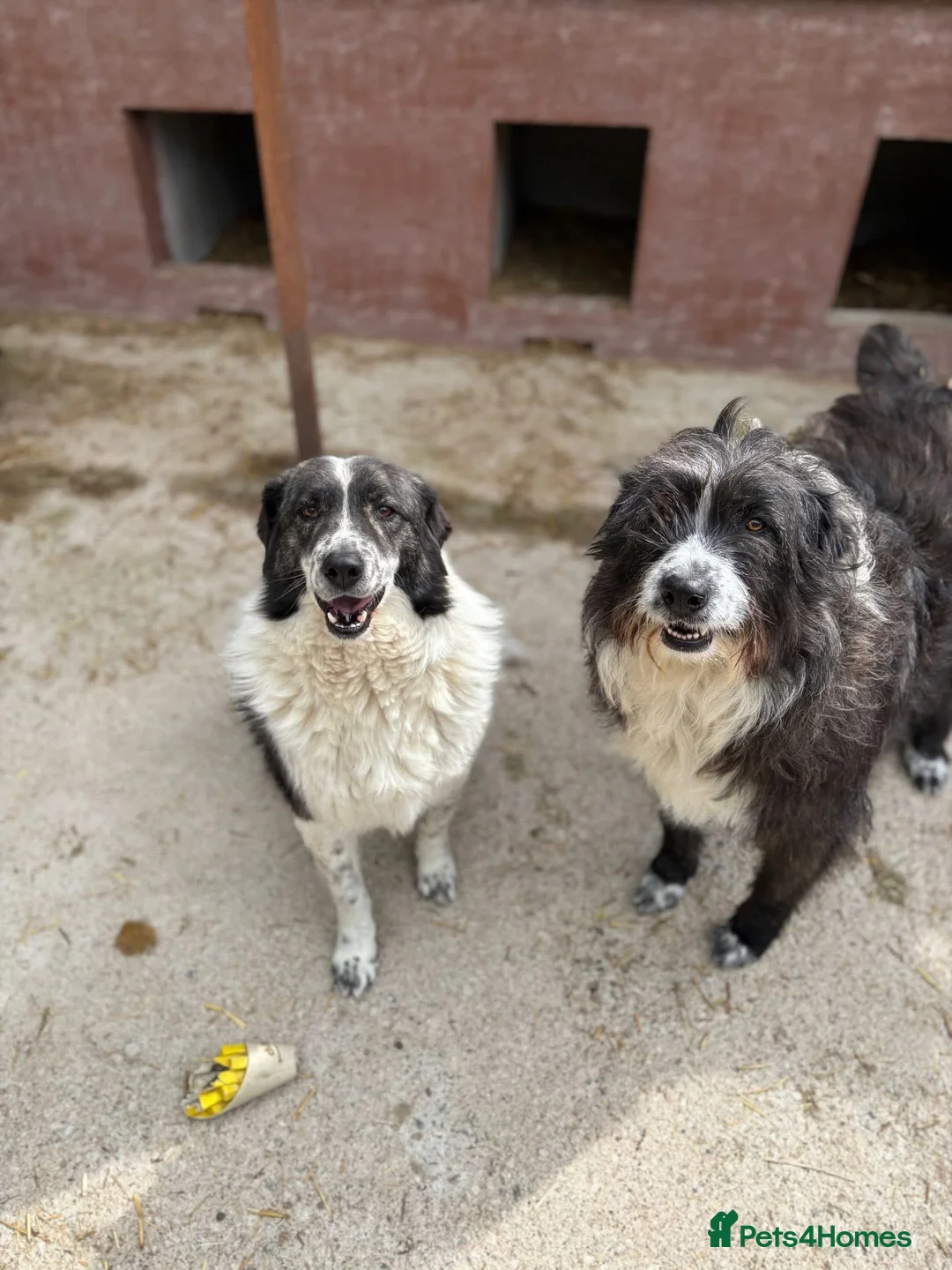 Mixed Breed dogs for adoption: Xin and Yedda - Bonded Pair desperate for a home! - Advert 4
