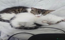Mixed Breed cats for sale: 2 kittens - Image 1