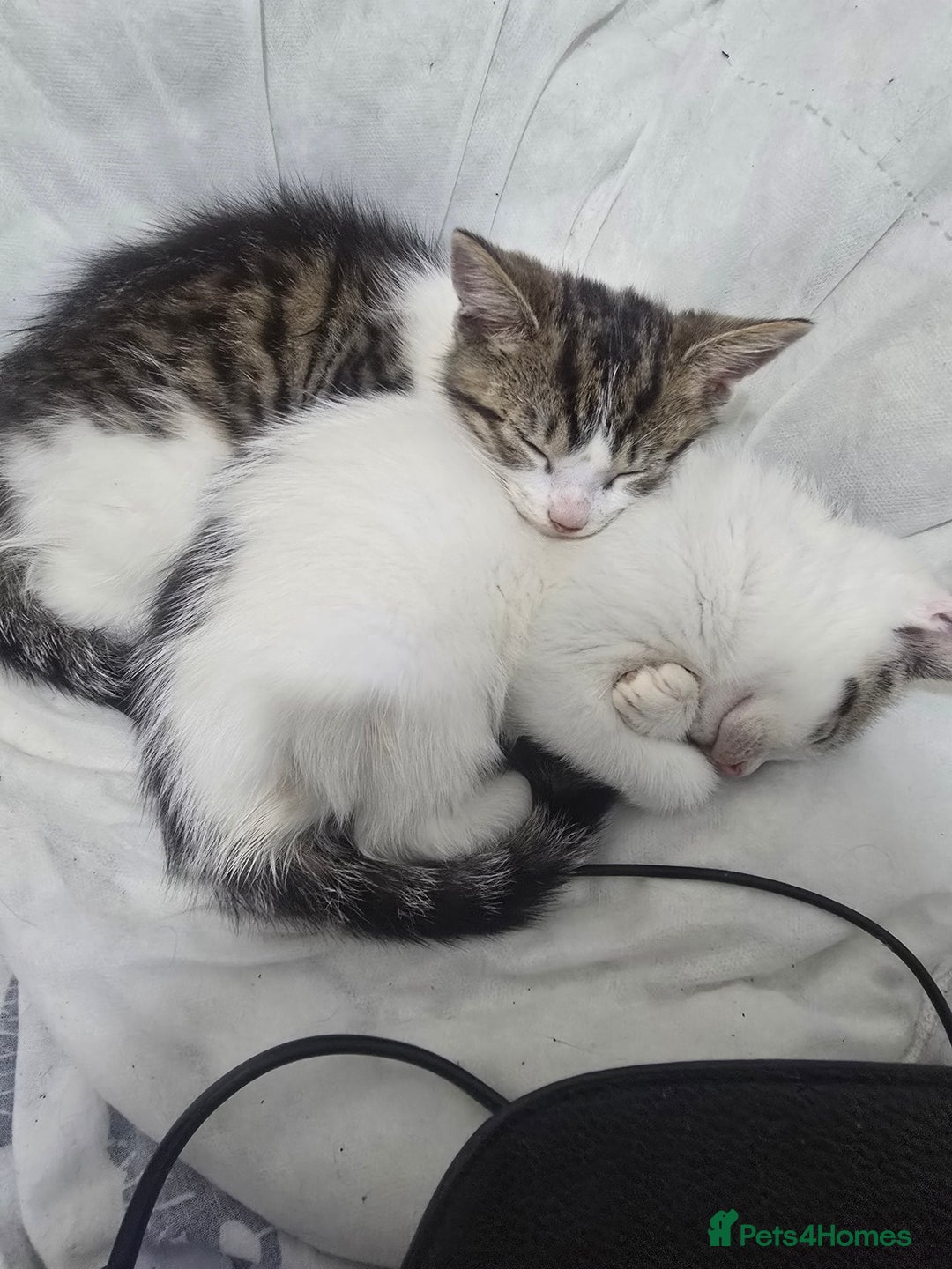 Mixed Breed cats for sale: 2 kittens - Image 1