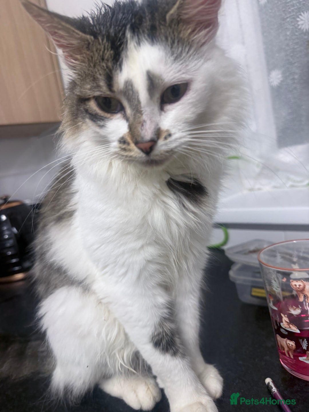 Mixed Breed cats for sale: Beautiful male cat( not neutered) - Advert 2